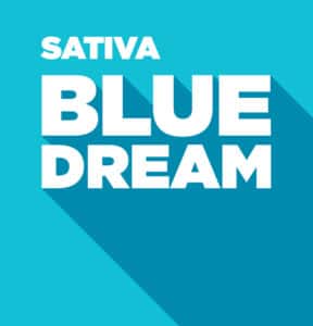Sativa – Blue Dream