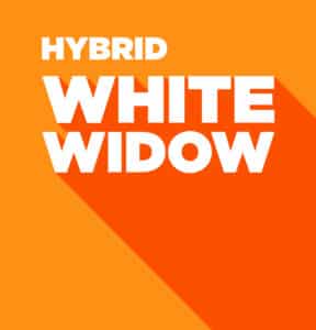 Hybrid – White Widow