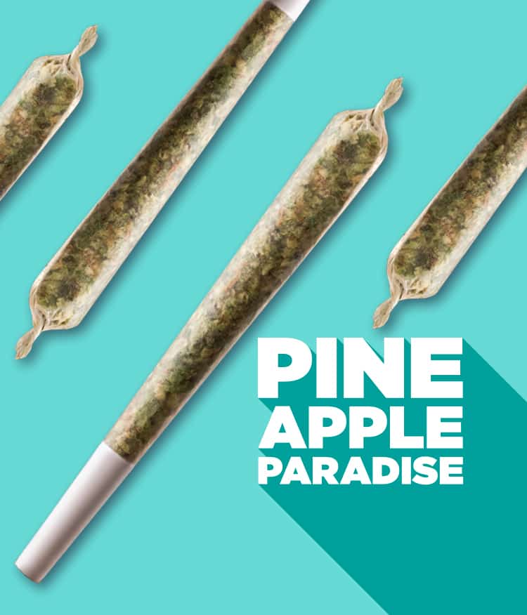 pineapple paradise with pre-roll