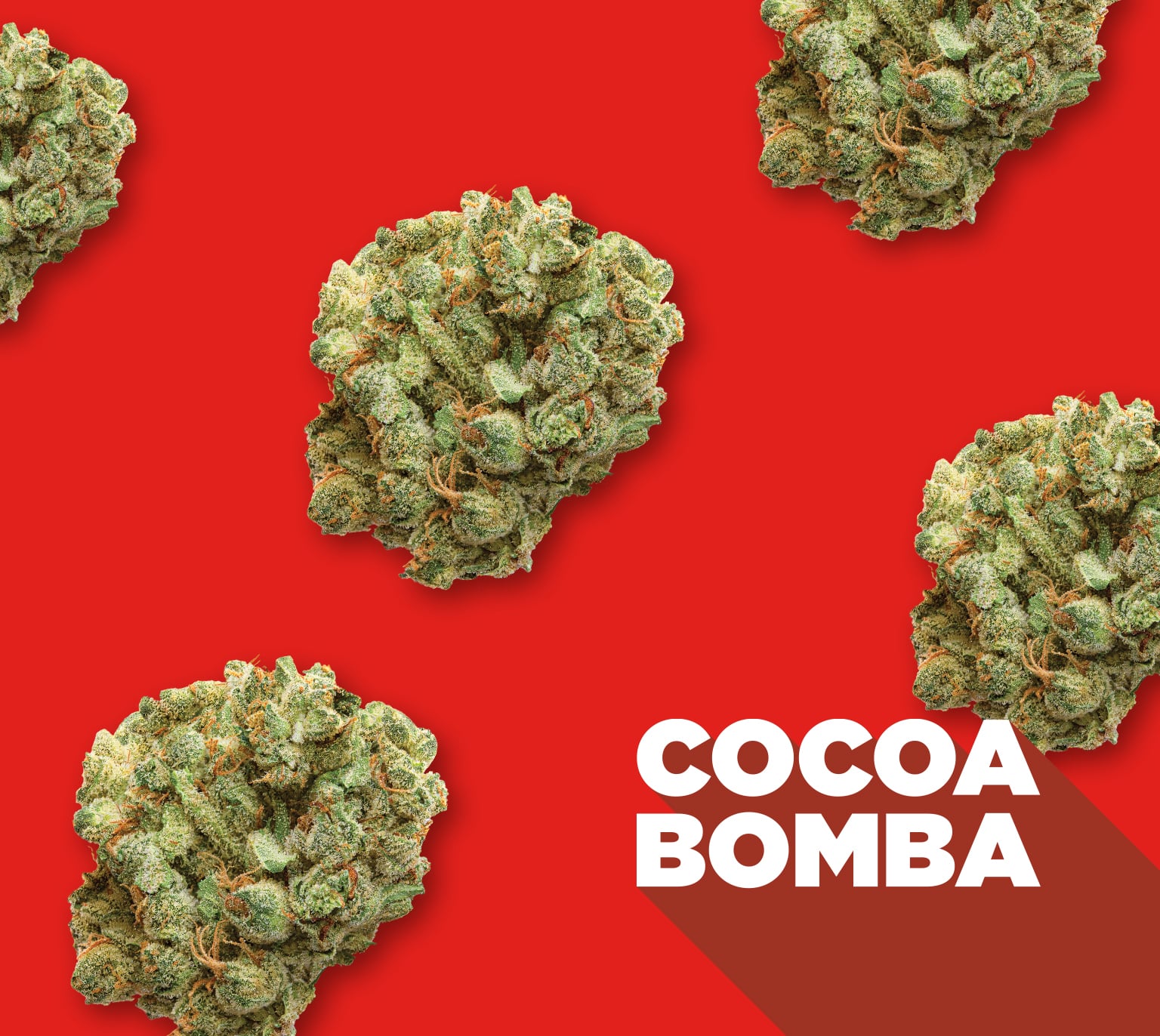 cocoa bomba with nugs