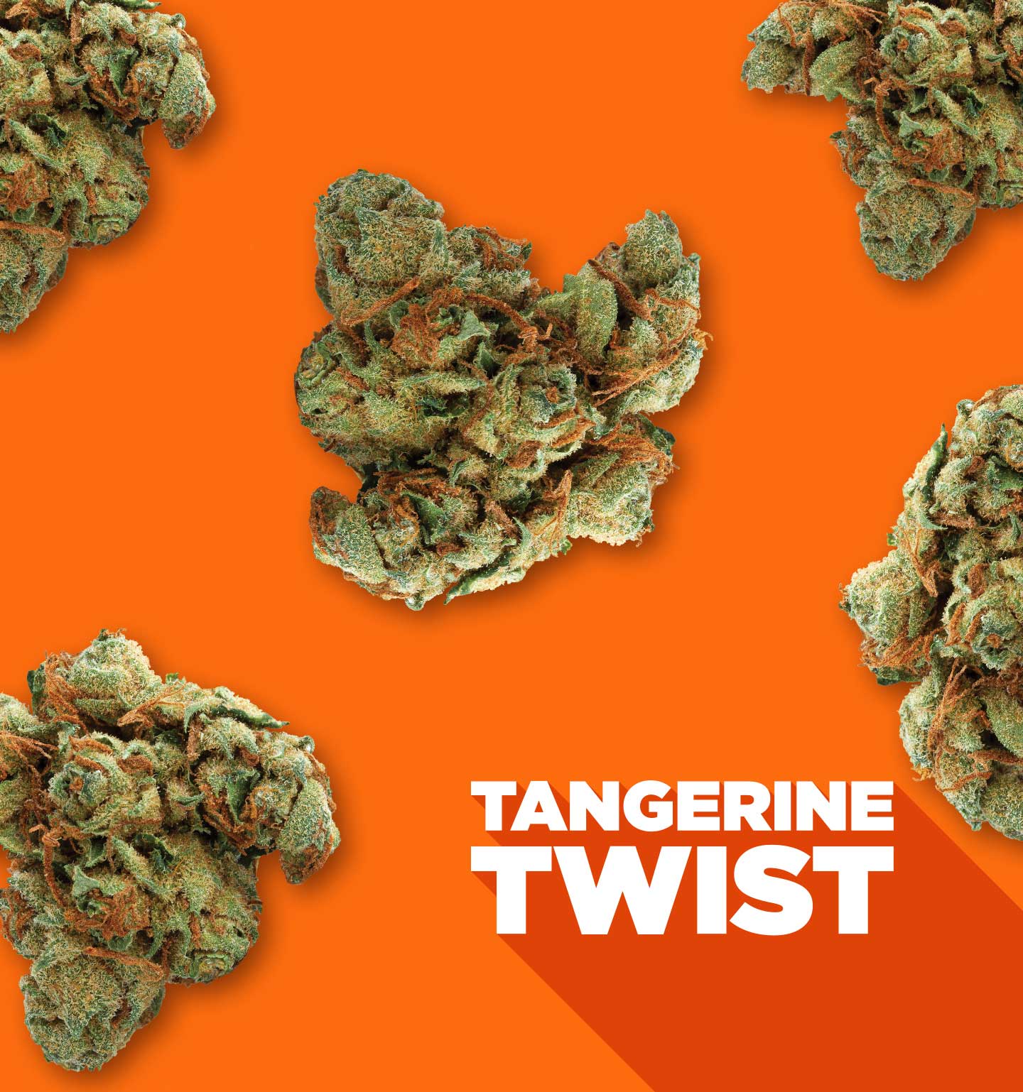 Tangerine Twist with bud