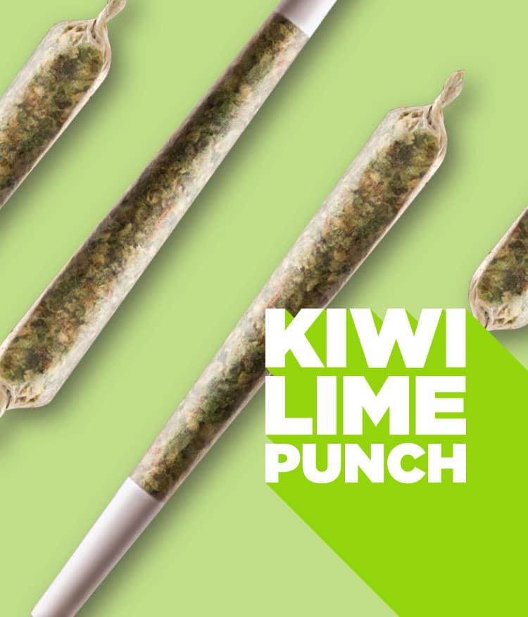 kiwi lime punch roll